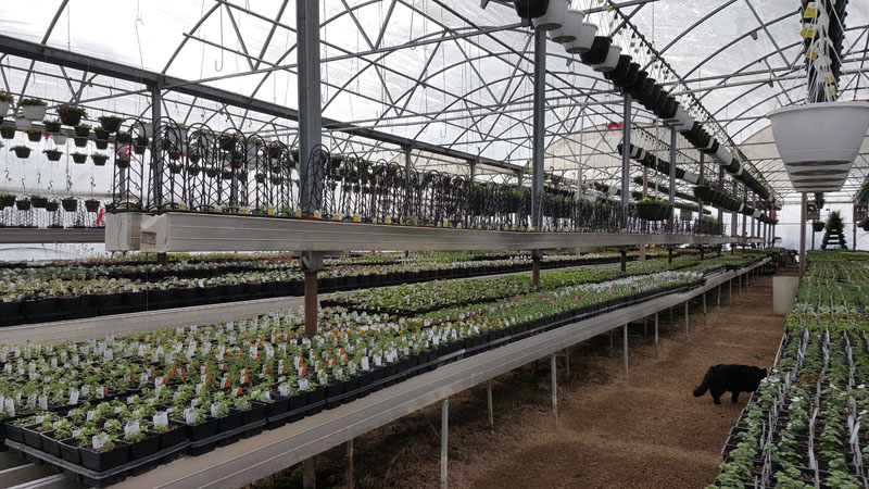 BMR Greenhouses & Water Gardens - Sunny Black Eyed Susan vines