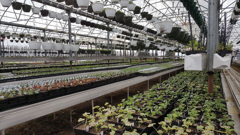 BMR Greenhouses & Water Gardens - Sunny Black Eyed Susan vines