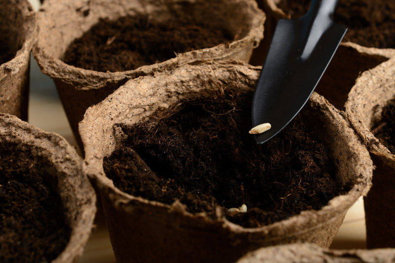 Seeds & Potting Soil