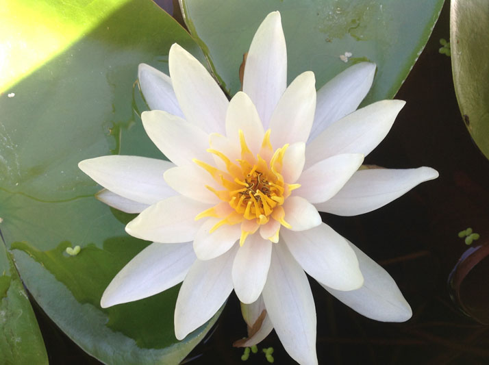 Water Gardening