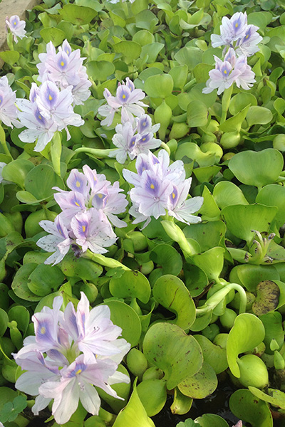 water plants floater