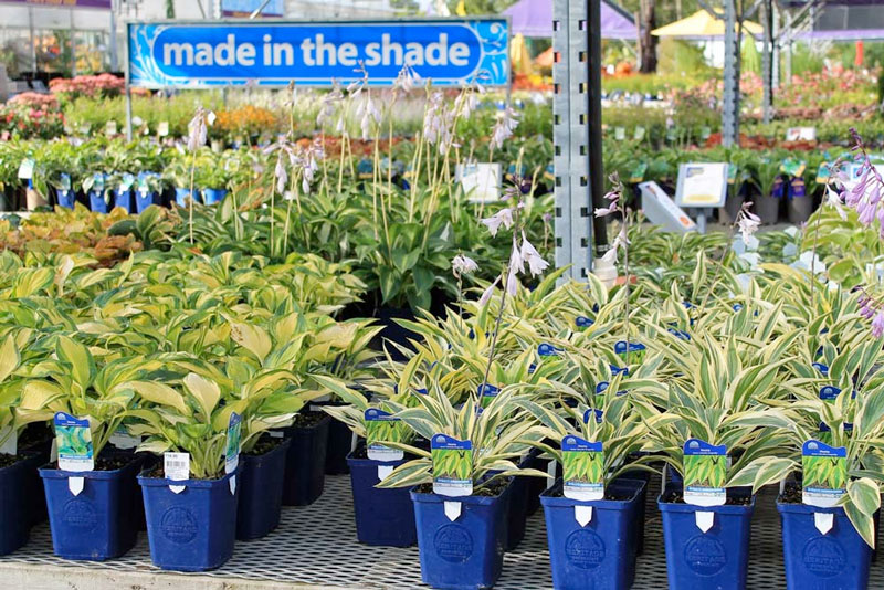 Designer Baskets & Pots - BMR Greenhouses & Water Gardens Ltd.